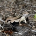 lizzard_anole_lwc_provo_v_0028_tci0028.jpg